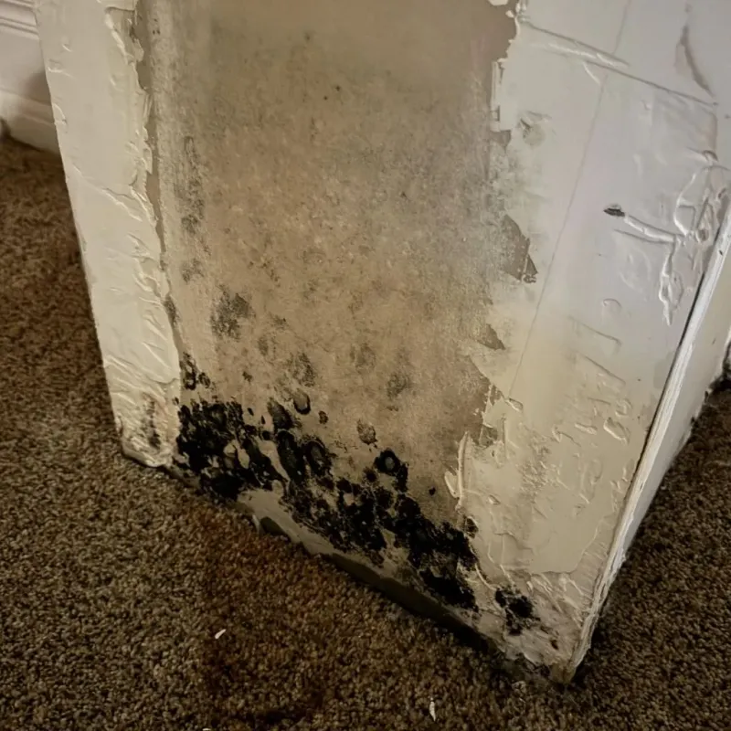 Professional Mold Removal in Beverly Hills, TX